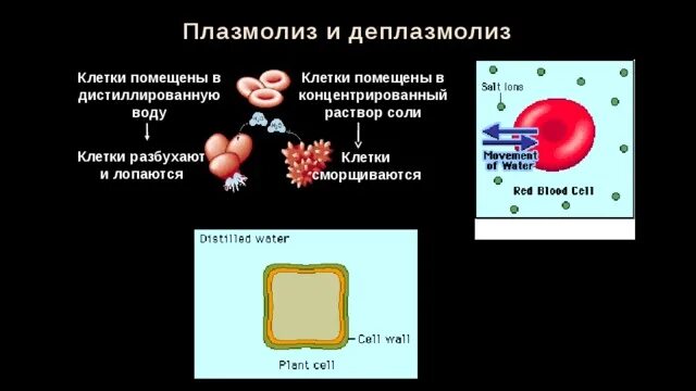 Плазмолиз. Плазмолиз и деплазмолиз в клетках. Плазмолиз растительной клетки. Плазмолиз и деплазмолиз эритроцитов. Клетку поместили в дистиллированную воду