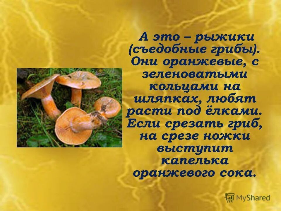 Гриб Рыжик описание. Сообщение о грибе Рыжик. Рыжик гриб доклад. Гриб Рыжик презентация. Рыжики польза