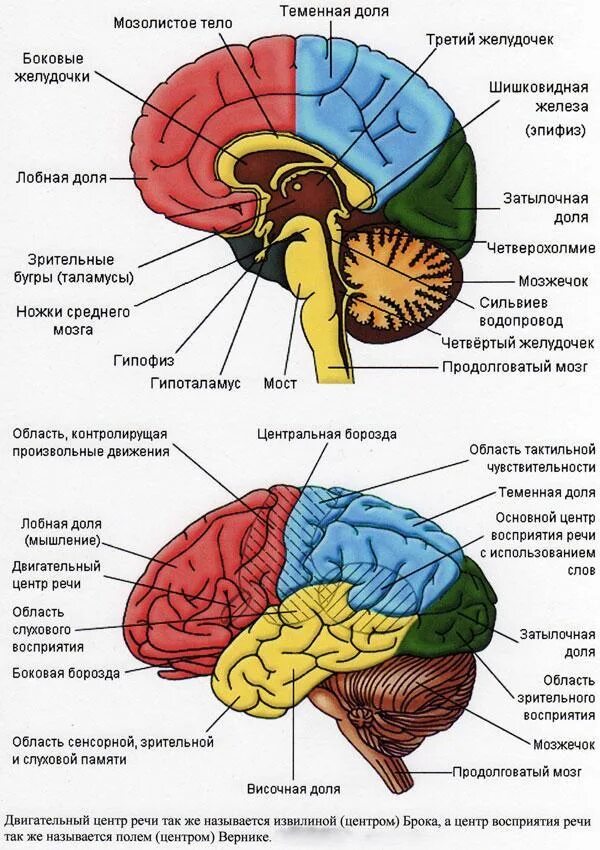 Складчатая поверхность головного мозга. Человеческий мозг отделы функции строение. Доли головного мозга и их функции анатомия. Структура отделов головного мозга схема. Мозг человека анатомия доли.