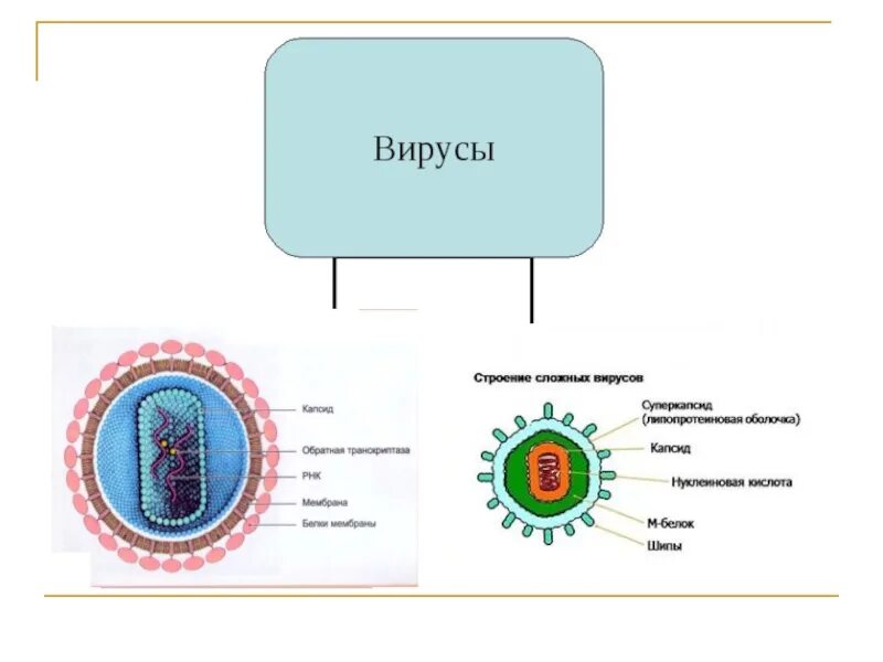 Строение вируса биология 10. Сообщение о вирусах. Вирусы презентация. Тема вирусы по биологии 9 класс. Биология 9 класс тема вирусы.