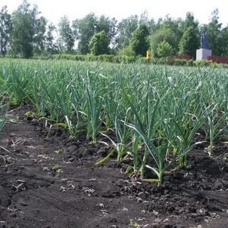 Сколько чеснока на 1 сотку