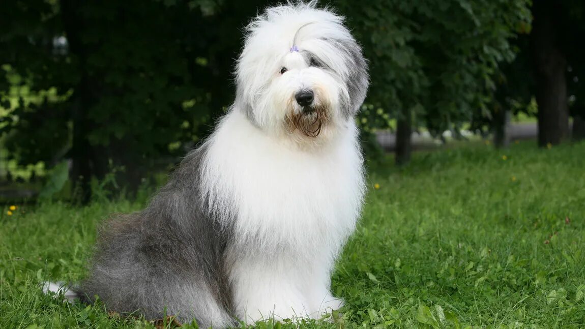 Old English Sheepdog British dog breeds, Old english sheepdog, English sheepdog