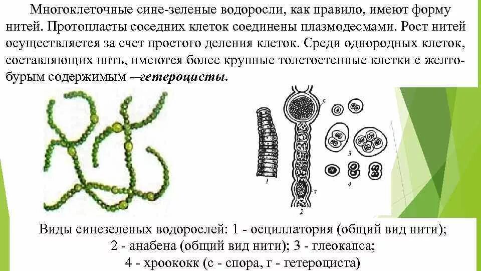 Зеленые водоросли форма. Представители отдела сине-зеленых водорослей. Сине зелёные водорсли представители. Многоклеточные зеленые водоросли. Классификация многоклеточных водорослей.