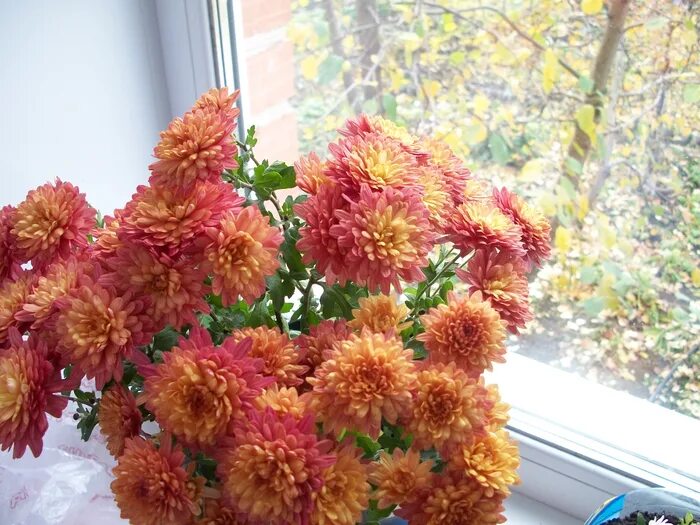 хризантемы на окно. цветы на окне. хризантема комнатная аджани. натюрморт с хризантемами. хризантемы на окно.