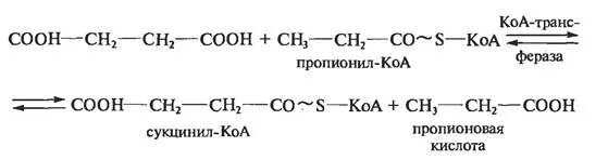 Пропионовая кислота и вода. Пропионил КОА В сукцинил КОА. Пропионовая кислота. РН пропионовой кислоты. Синтез Глюкозы из пропионил-КОА.