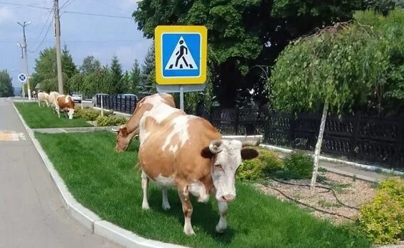 Буренка город. Коровы в городе фото. Буренка город. Вентспилс скульптура. Корова на улице.