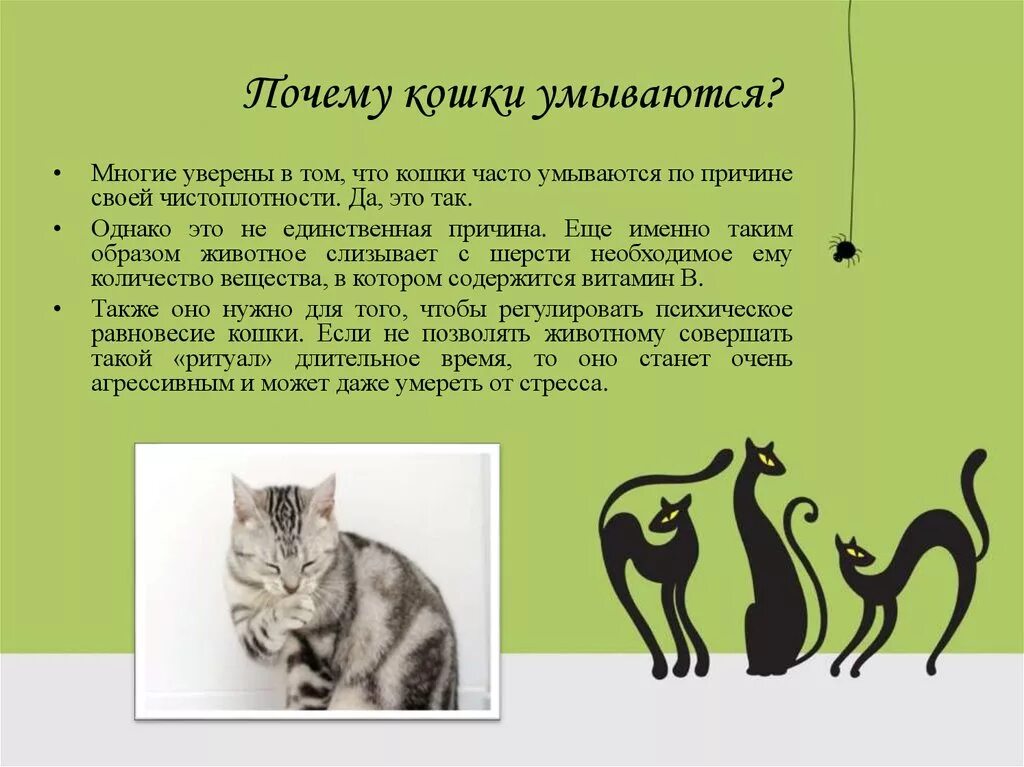 Почему кошка любимое животное. Почему кошки умываются. Почему коты умываются. Почему кошки часто умываются. Почему кошки всегда моются.