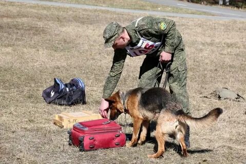 Служебные собаки детям