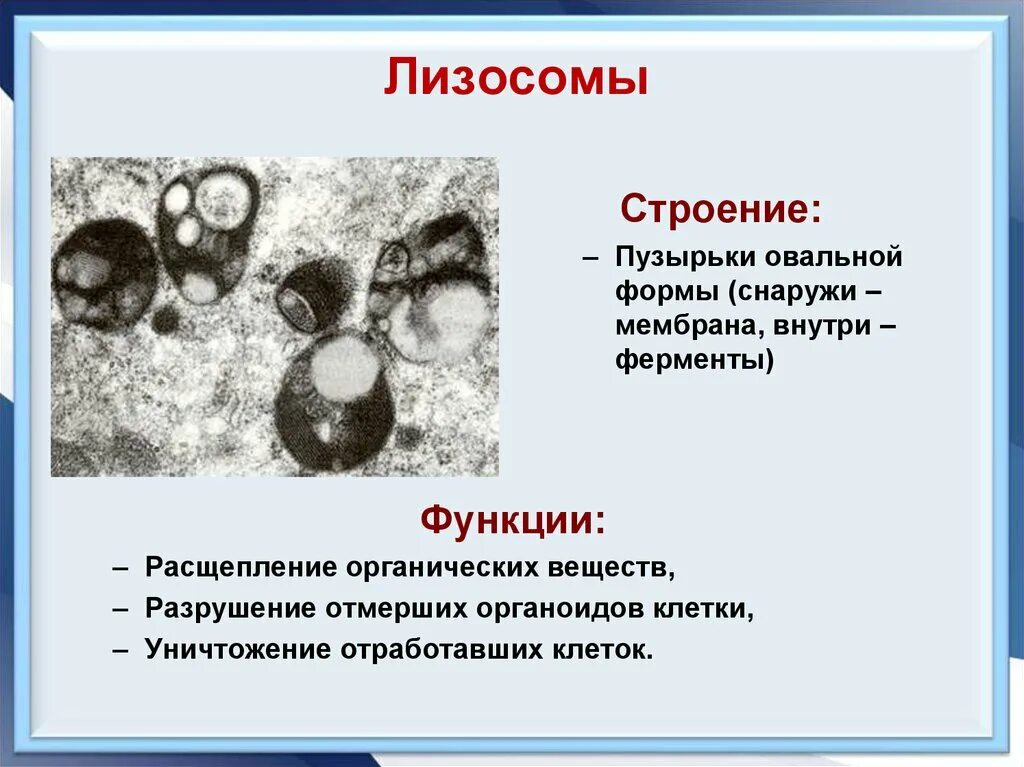 Строение лизосомы эукариотической клетки. Функции лизосом эукариотической клетки. Строение лизосомы клетки. Лизосомы строение и функции. Реакции в лизосомах