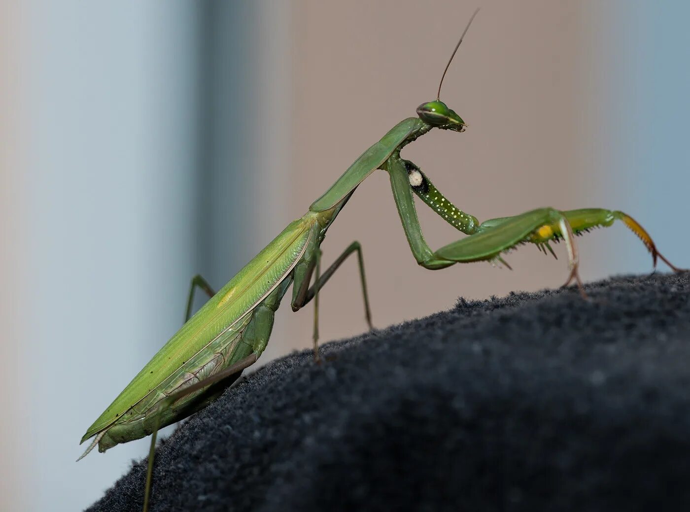 земляной богомол. богомол обыкновенный насекомые. богомол обыкновенный. богомолы мантис зелёный. богомол испещренный.