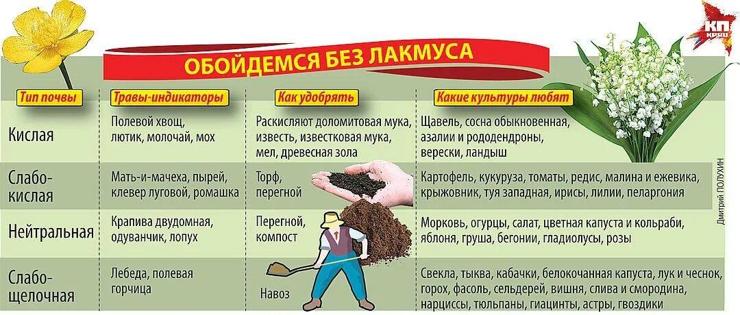 Как закислить почву для гортензии. Какие растения любят кислую почву. Растения растущие на кислых почвах. Как определить кислотность почвы. Как определить ктслотность почвы по сор.