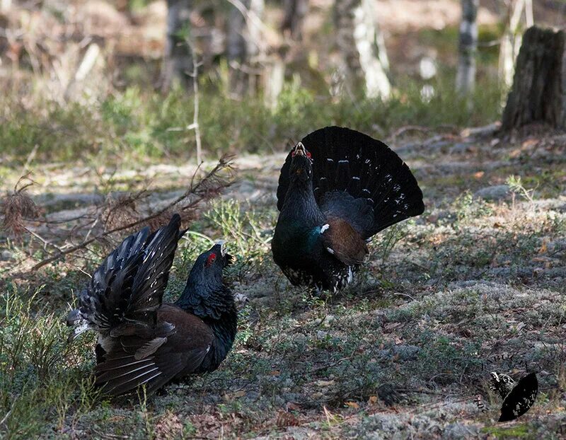 чернобрюхий глухарь. исчезновение глухаря. обыкновенный глухарь. глухарь птица фото и описание. чернобрюхий глухарь.