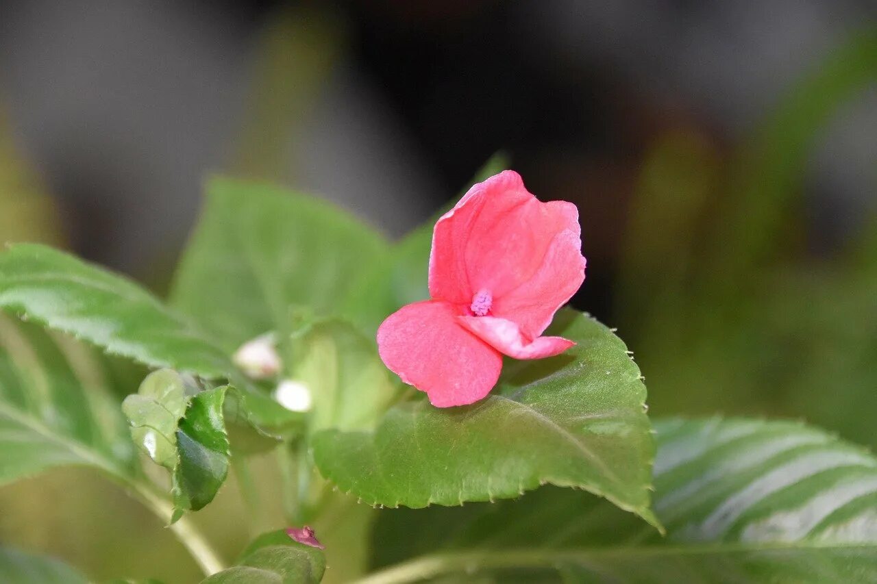 Гуттация бальзамин. Impatiens glandulifera – бальзамин. Недотрога бальзаминовая (бальзамин). Бальзамин карликовый Экзотик.