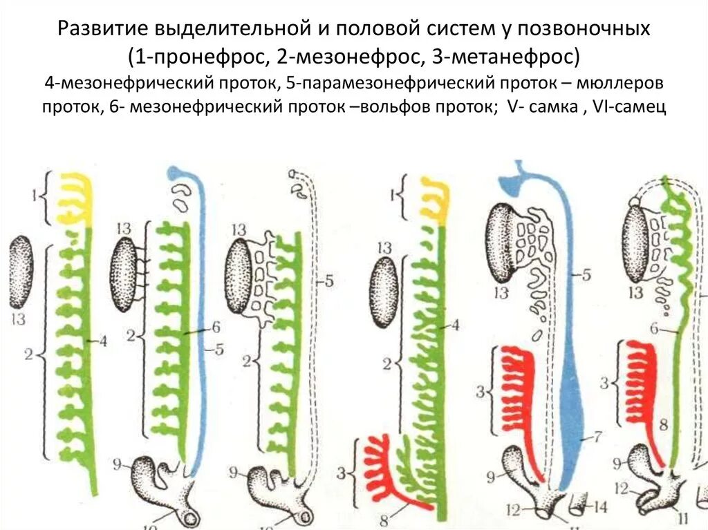 Схема Эволюция выделительной системы позвоночных. Развитие выделительной и половой системы у позвоночных. Схема Эволюция мочеполовой системы позвоночных. Строение выделительной системы позвоночных.