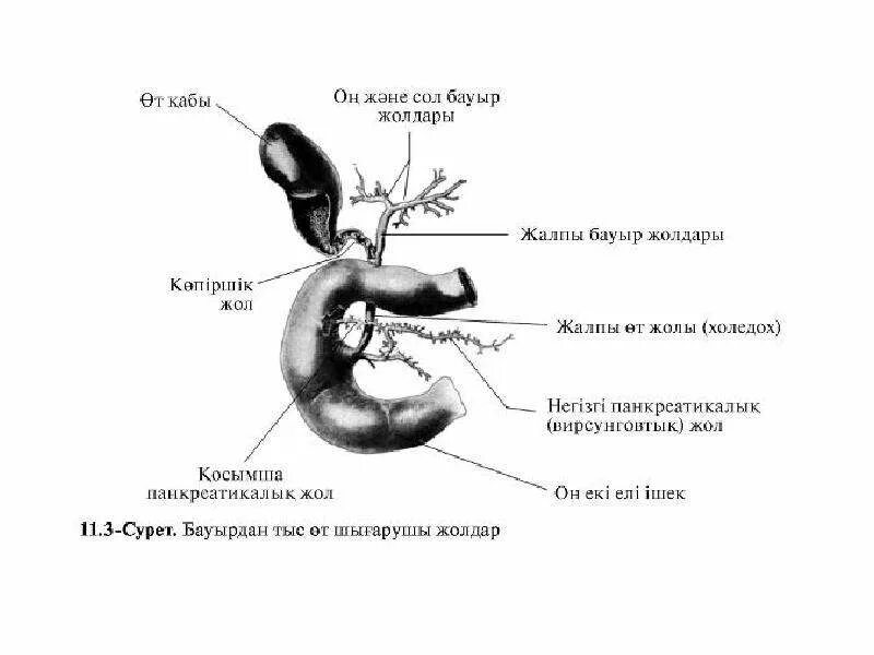 Тонус желчного пузыря. Холедох анатомия отделы. Холедох норма. Холедох норма у детей. Холедох норма в см.