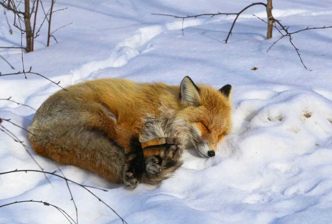 рысенок и лис. рысь и лиса. лисенок и рысенок. рысь и лиса. лисья рысь.