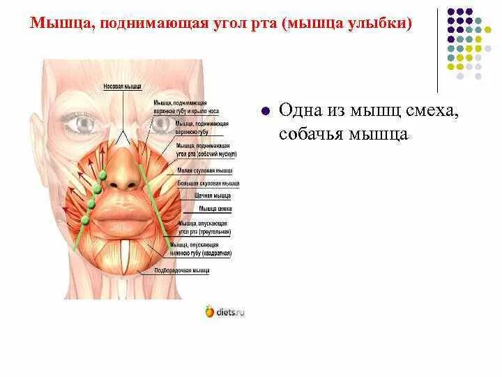 Поднимающая угол рта. Мышца подниающая угол РТВ. Мышца поднимающая угол рта.