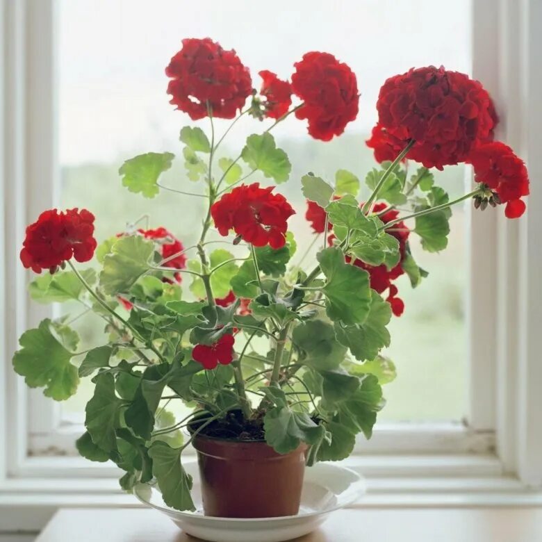Герань soren. Цветы на подоконнике зимой. Вайт сибил пеларгония. Пеларгония розалинда. Пеларгония в горшке на балконе.