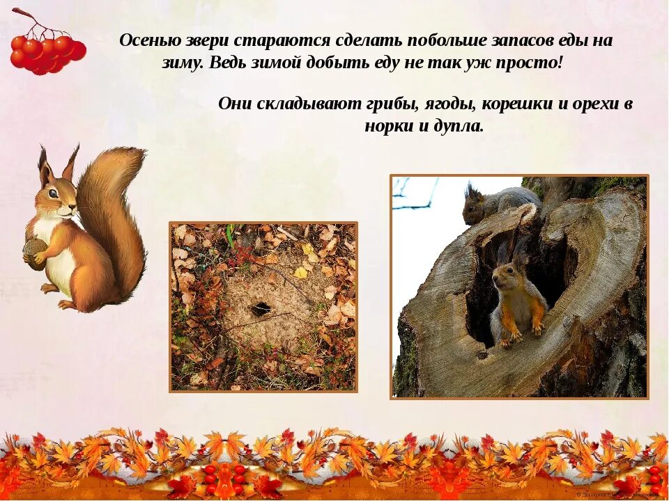 Лиса делает запасы на зиму