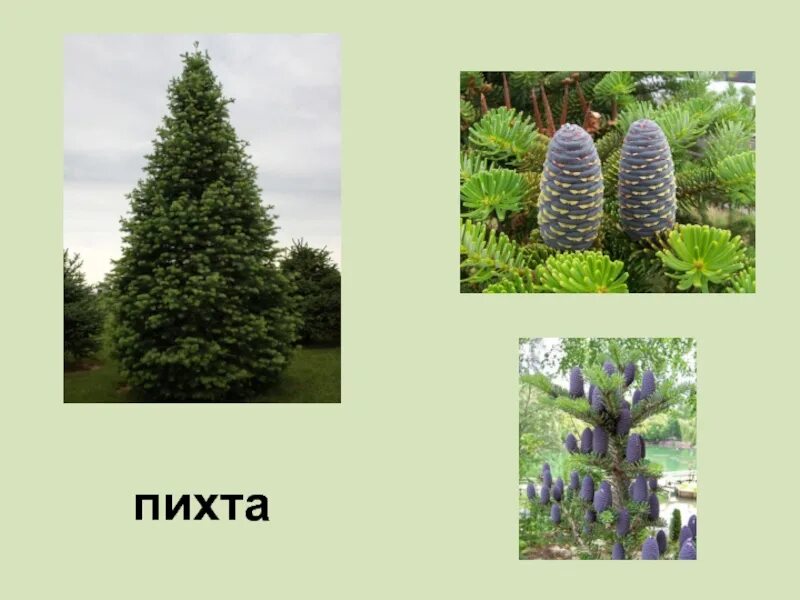 Растет ли пихта. Растения тайги пихта. пихта сибирская габитус. пихта в тайге. ель пихта тайга западной сибири.