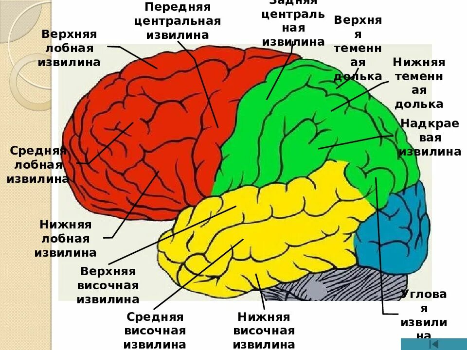 Теменная область поражения. Строение полушарий головного мозга доли борозды извилины. Строение головного мозга доли борозды извилины. Задняя Центральная извилина теменной доли.