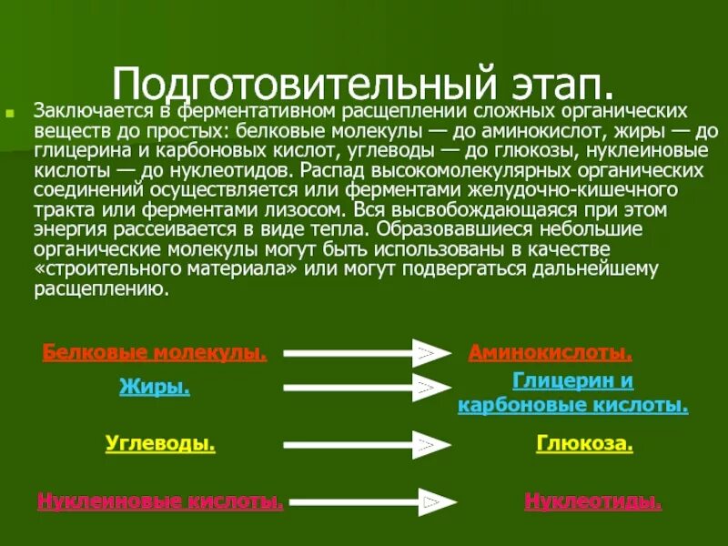 Ферментативное расщепление поступающих с пищей белков. 7. Этапы в распаде органических веществ.