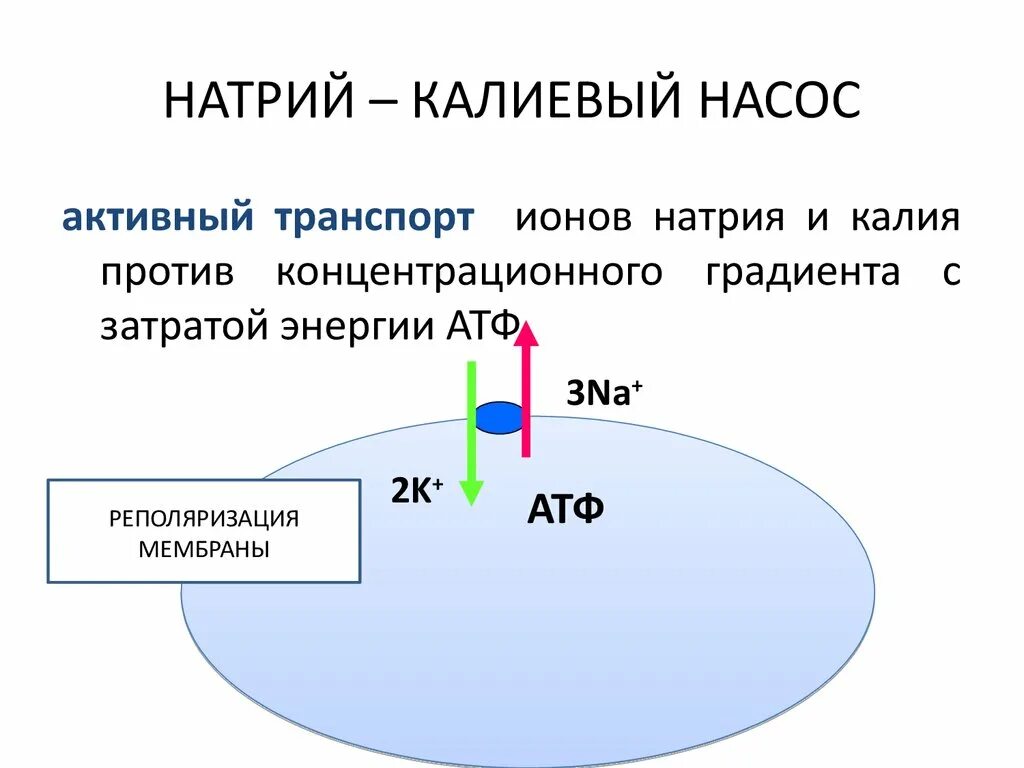 Натрий калиевый насос. Калий натриевый насос ионы. Калий натриевый насос механизм. Реакции с затратой энергии