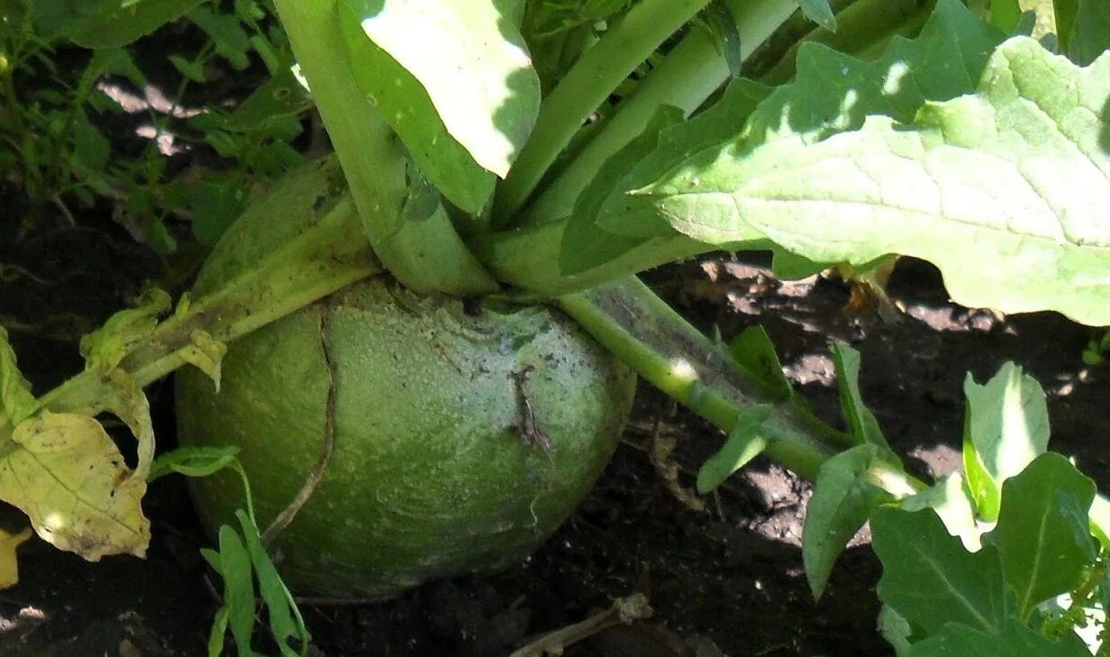 когда сеять редьку маргеланскую в открытый грунт. когда сеять редьку маргеланскую в открытый грунт. китайская редька лобо. редька маргеланская посадка. редька маргеланская.