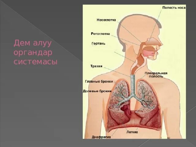 М дем. LTV FKEE. Дем алуу системасы презентация. Дем алу органы. Системы органов.