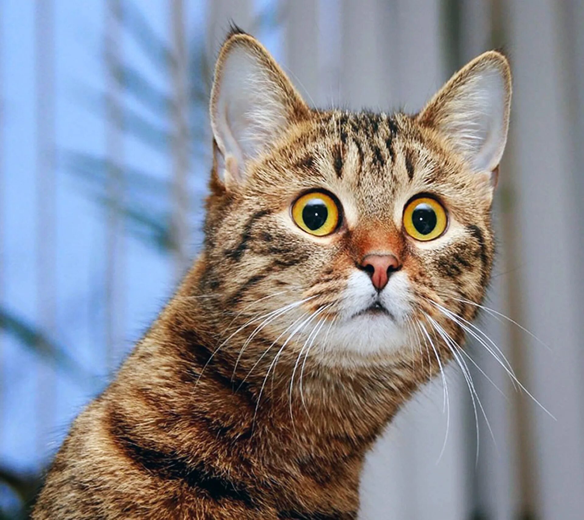 Ни коты