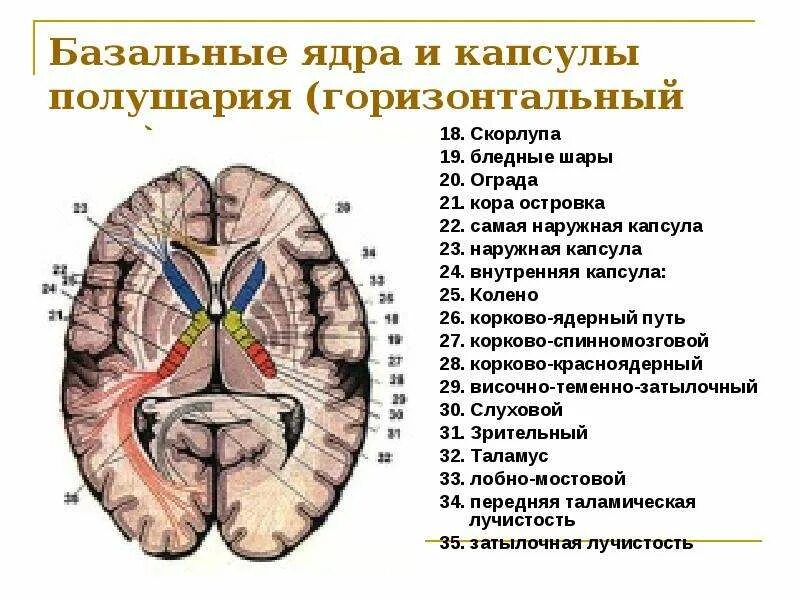 Подкорковые ядра полушарий. Базальные ядра головного мозга анатомия. Базальные ядра конечного мозга. Базальные ядра Стриопаллидарная система. Базальные (подкорковые) ядра конечного мозга.