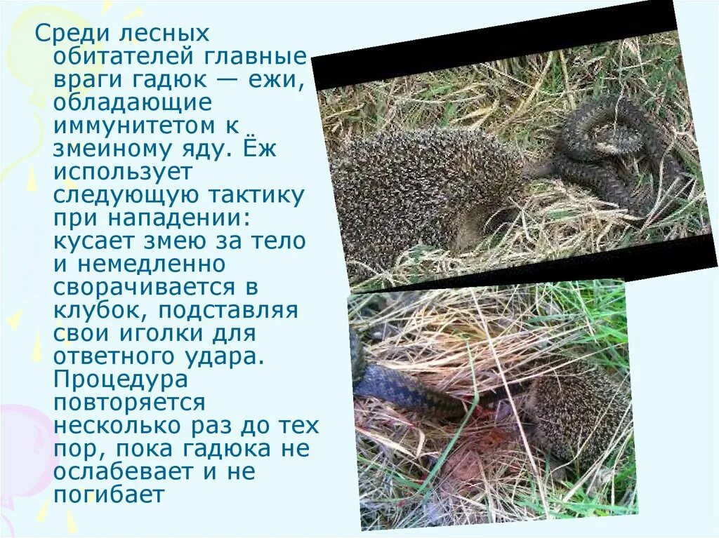 Еж и гадюка. Враги гадюки. еж и змея тип взаимоотношений. еж и гадюка тип взаимоотношений. гадюка обыкновенная и еж.