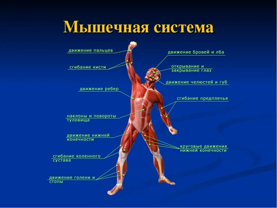 Органы движения. Мышечная система человека мышцы их строение и функции презентация. Поверхностные скелетные мышцы вид спереди. Скелетные мышцы человека вид спереди схема. Мышечная система человека анатомия 8 класс.