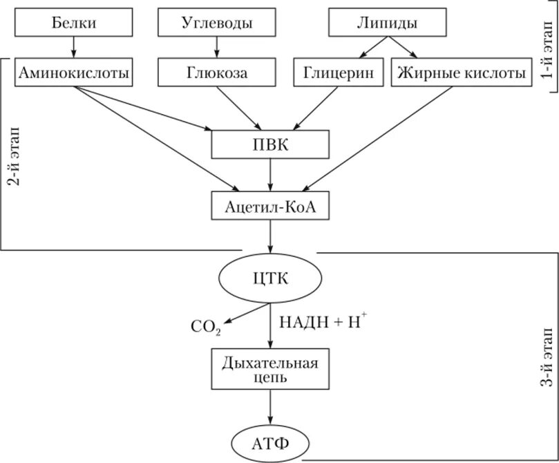 Фазы катаболизма этапы унификации субстратов окисления. Катаболизм основных пищевых веществ. общая схема катаболизма основных пищевых веществ. схема катаболизма основных питательных веществ. общий путь катаболизма биохимия схема.