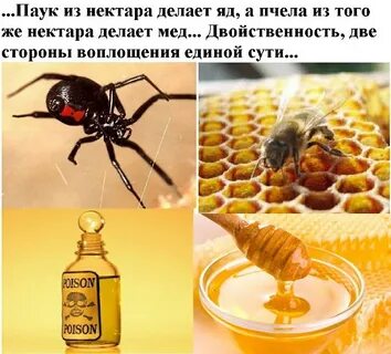 Зачем нужен нектар