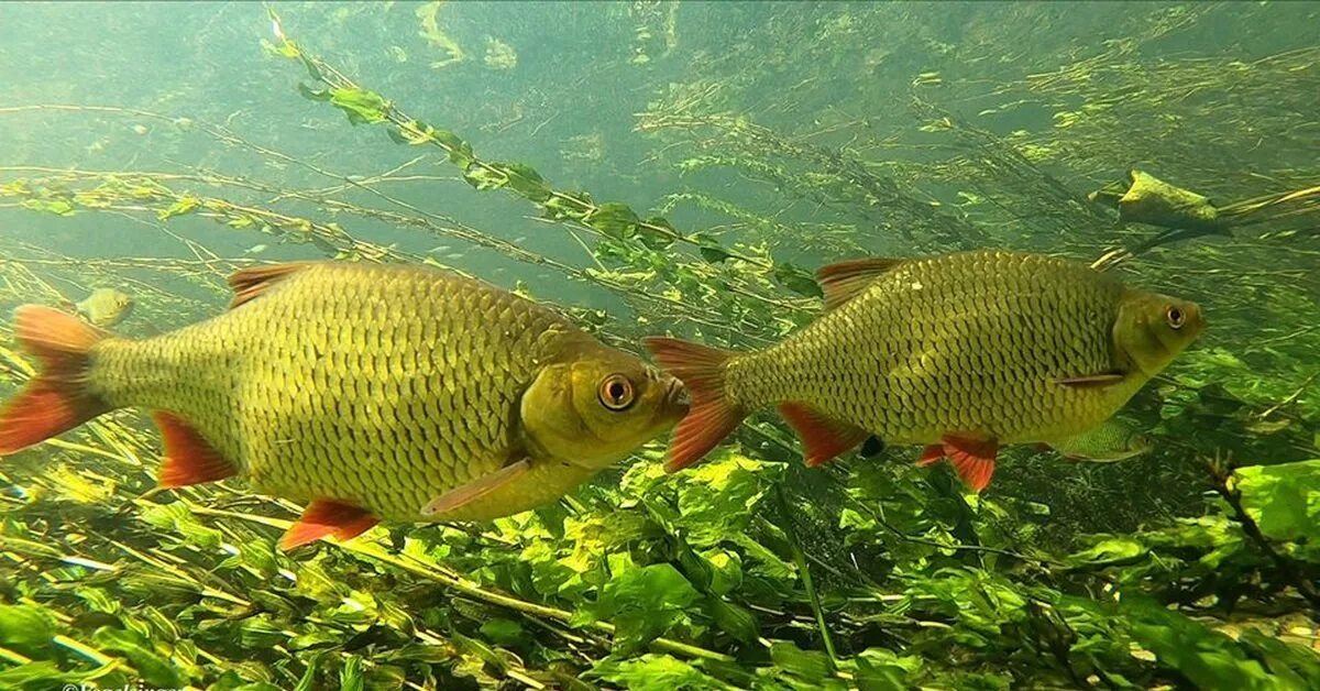 Карась среда обитания водная. Золотая красноперка. Краснопёрка рыба. Карась обыкновенный Carassius Carassius. Красноперка Озерная рыба.