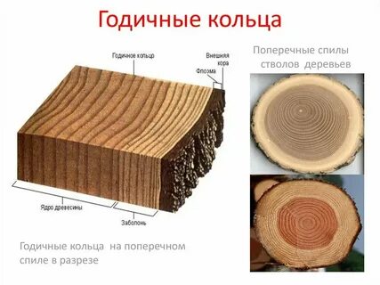 Что такое древесина с точки зрения физики