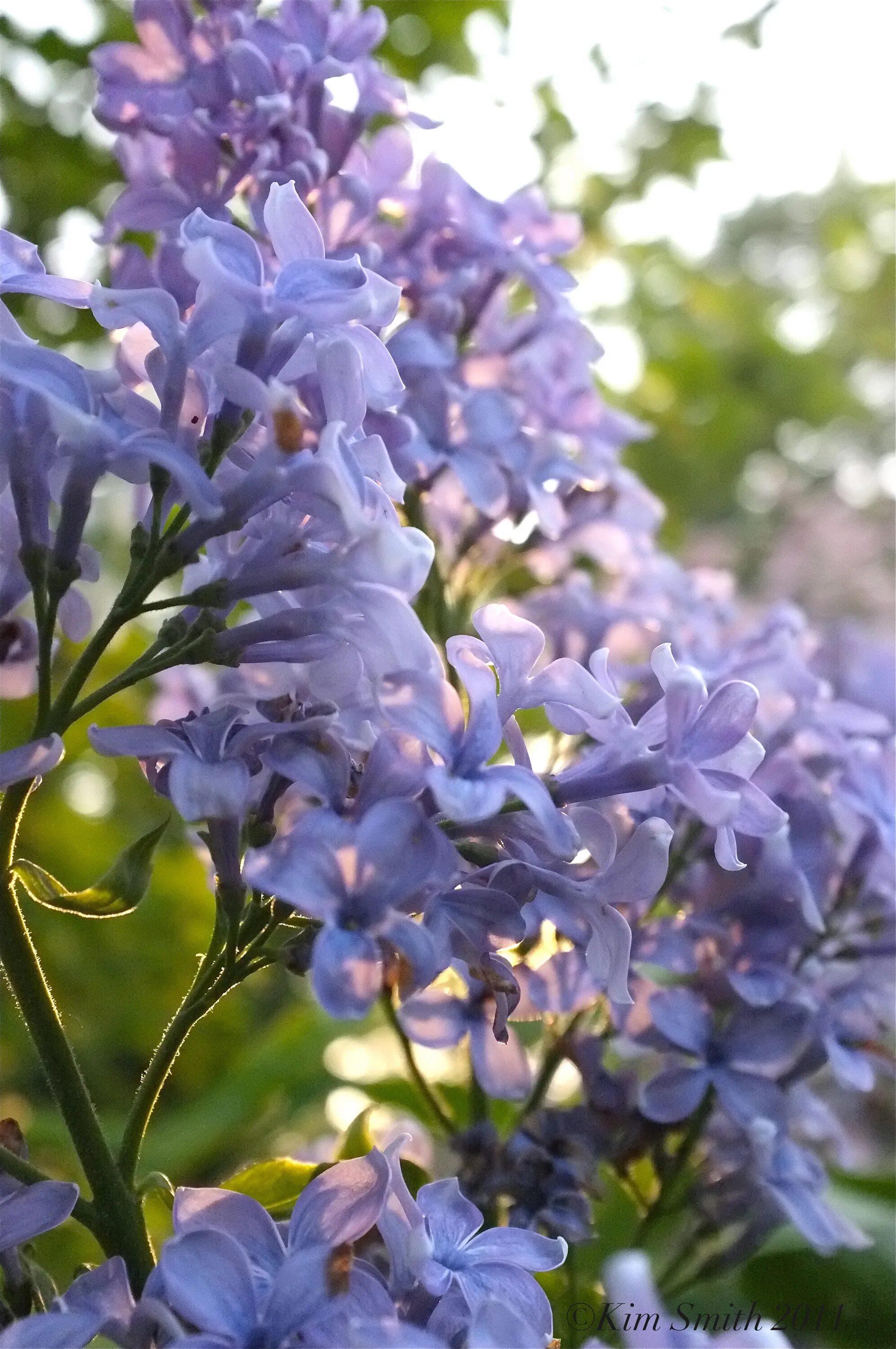 Сирень blue danube. Сирень блю дануб. Сирень blue danube. Сирень веджвуд блю. Сирень wedgewood blue.