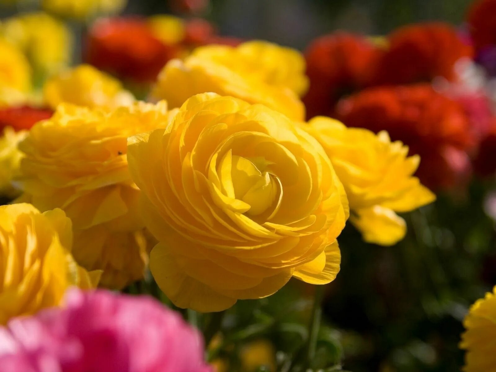 Download wallpaper summer, the sun, chrysanthemum, yellow flowers, yellow chrysa