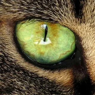 Green eyes the cats