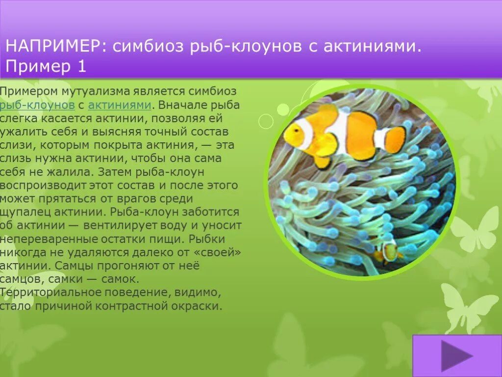 Между какими организмами симбиотические отношения. Рыба клоун и актиния симбиоз. Симбиоз примеры. Симбиоз рыб. Симбиоз это в биологии.