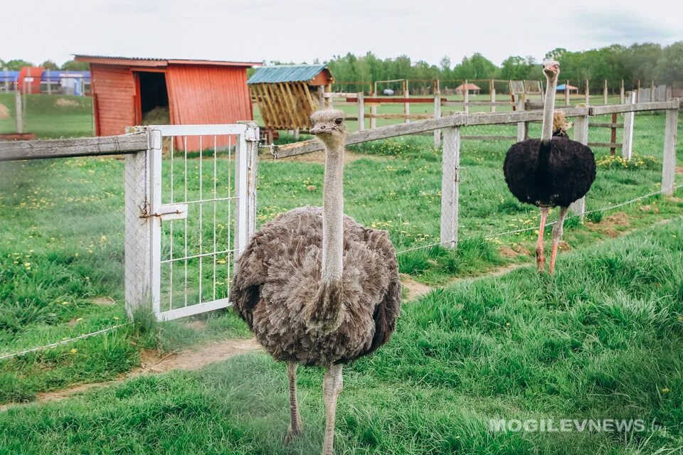 Могилев зоопарк сафари. Зоосад обитатели могилевский. Зоосад могилев. Могилев зоопарк. Буйничи зоосад могилев.