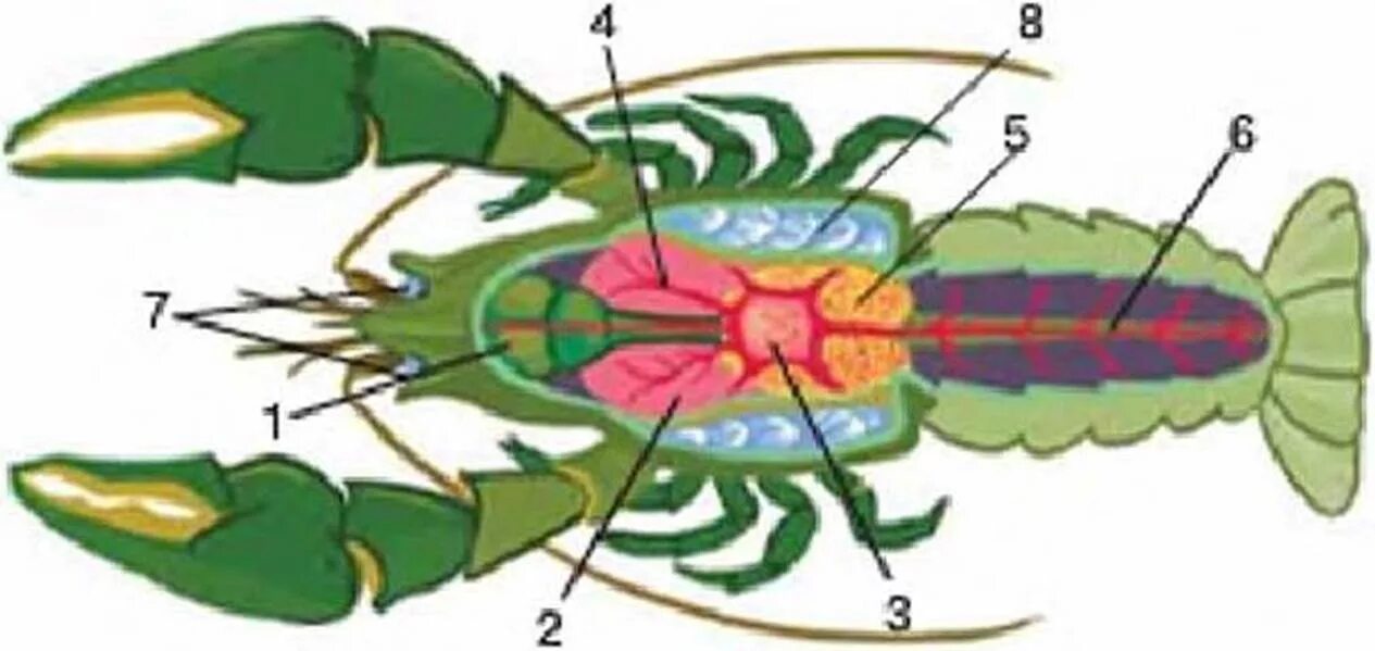 Строение речного рака рисунок. Строение речного ракаизоюрожение из учебника. Рис 84 биология 7 класс. Внутреннее строение речного рисунок. Биология 7 класс рисунки.
