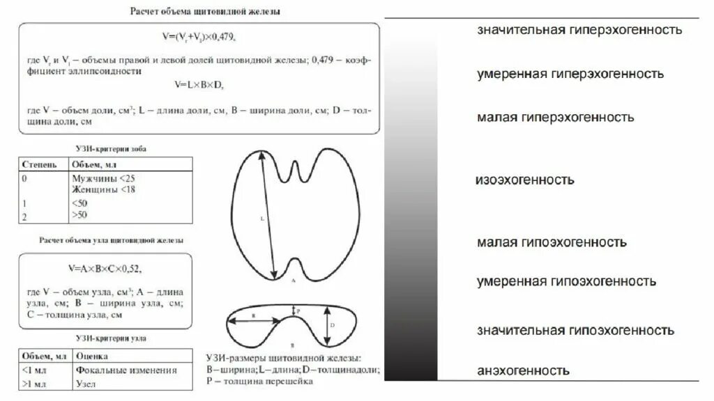 Размеры щитовидки у женщин. Измерение размеров щитовидной железы на УЗИ. Длина щитовидной железы измерение по УЗИ. Измерение щитовидной железы по УЗИ схема. Длина ширина и толщина щитовидной железы на УЗИ.