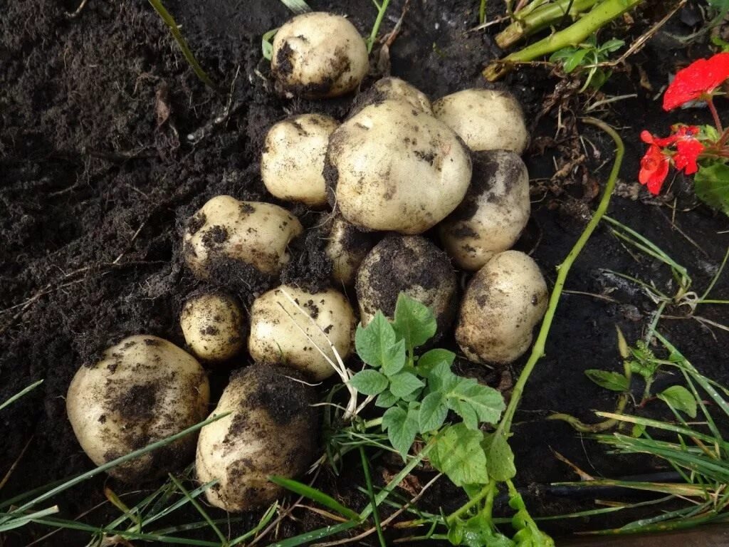 Картофель из семян выращивание в домашних. Картофель растение. Клубень картошки. Картошка растет. Всходы картофеля.