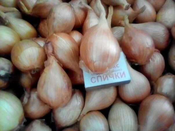 Лук крепыш описание сорта фото Лучшие сорта репчатого лука: описание, характеристики, фото