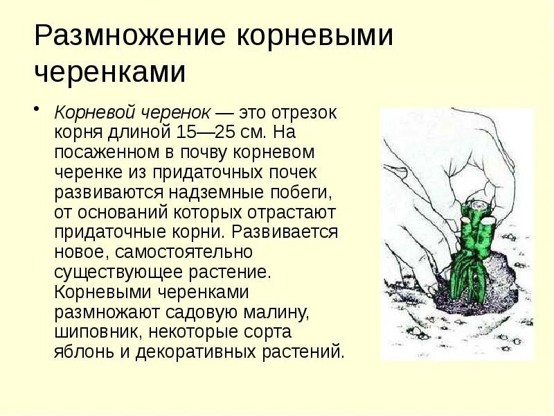 Размножение корневыми побегами. Корневыми черенками размножаются. Размножение растений корневыми черенками. Вегетативное размножение придаточный корень. Размножение надземными побегами отводками.