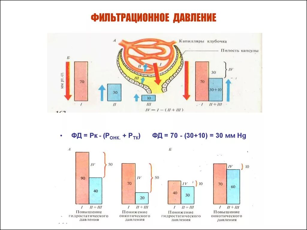 Высокое давление в капиллярном клубочке. Фильтрационное давление в нефроне. Эффективное фильтрационное давление схема. Фильтрационное давление в нефронах почек рассчитывается по формуле. Фильтрационное давление в капиллярах.