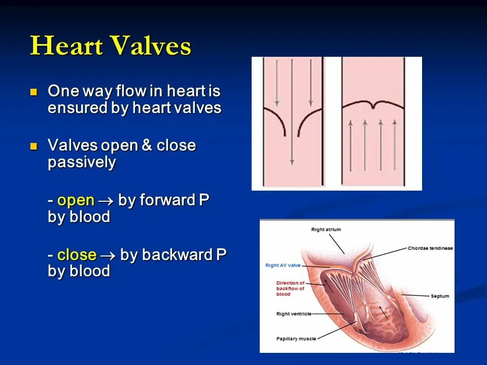 Flow way. Heart Valves. Valves in Heart. Heart Valves Quiz. Valve open-close.