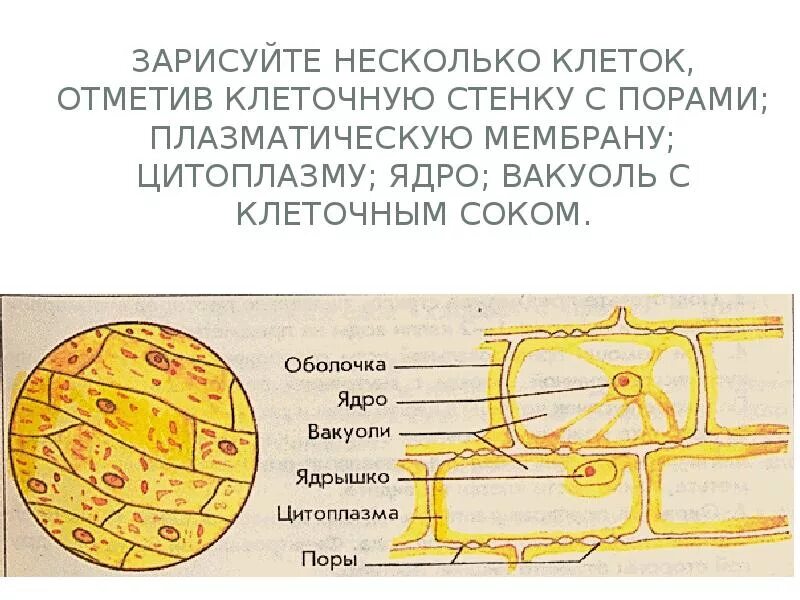 Рисунок микропрепарата. Клетка кожицы лука стенка клетки. Клетка кожицы лука цитоплазматическая мембрана. Клетки кожицы лука клеточная стенка. Клетки лука ядро клеточная стенка.